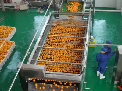 Línea completa de procesamiento de jugo de naranja y prensado de aceite Máquinas de producción de cítricos